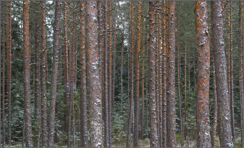 IMG_7371
